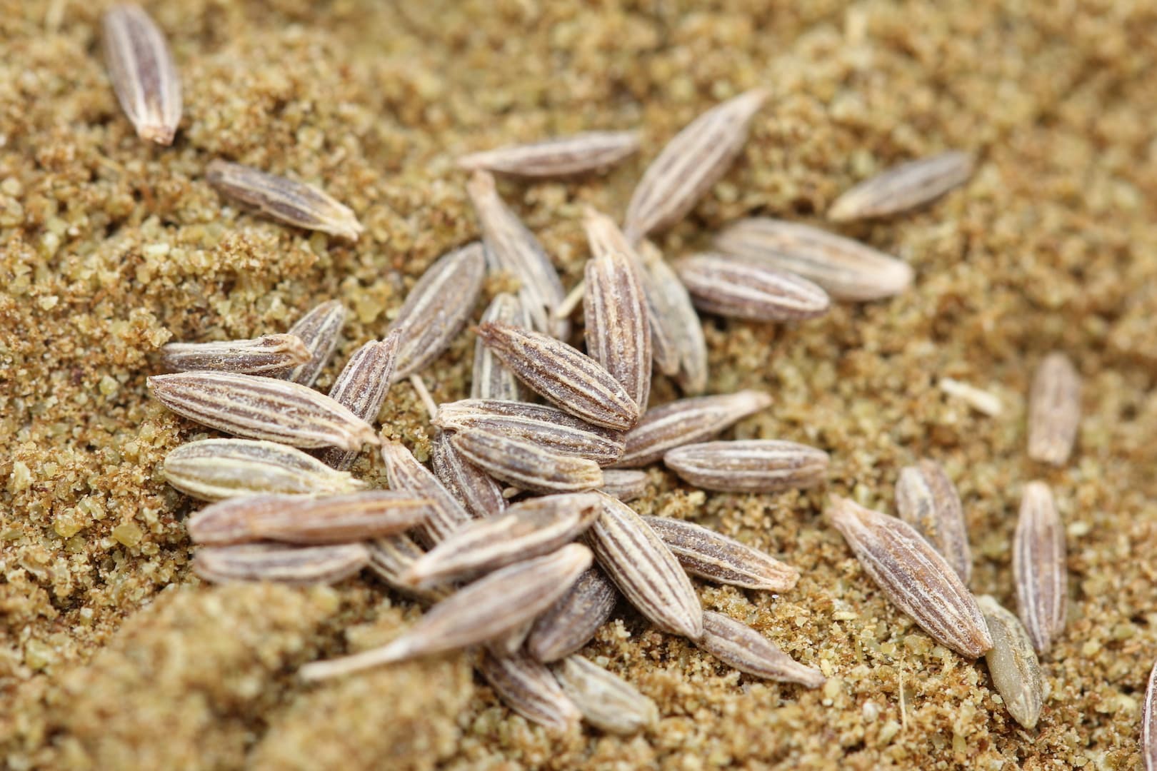 Amazing Health Benefits of Cumin — 2