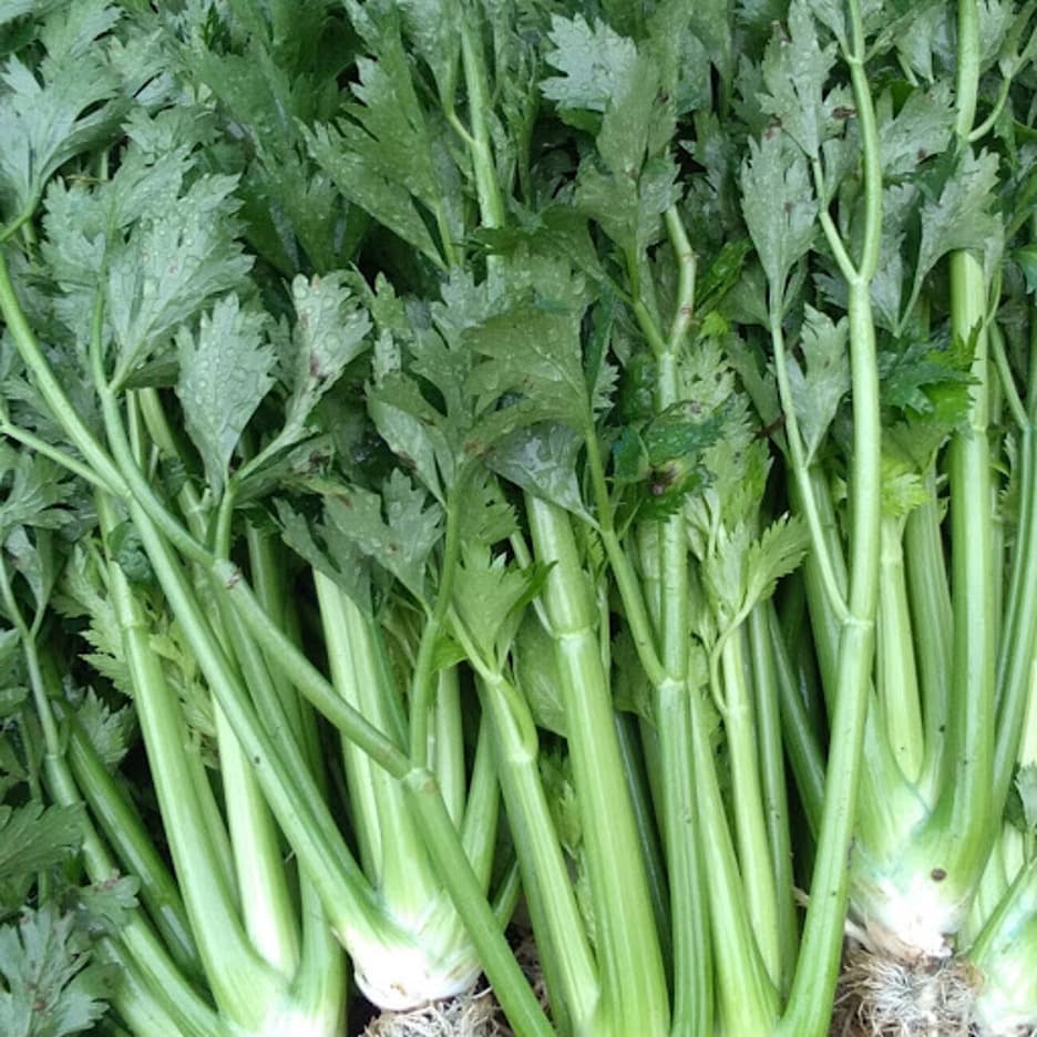Celery 