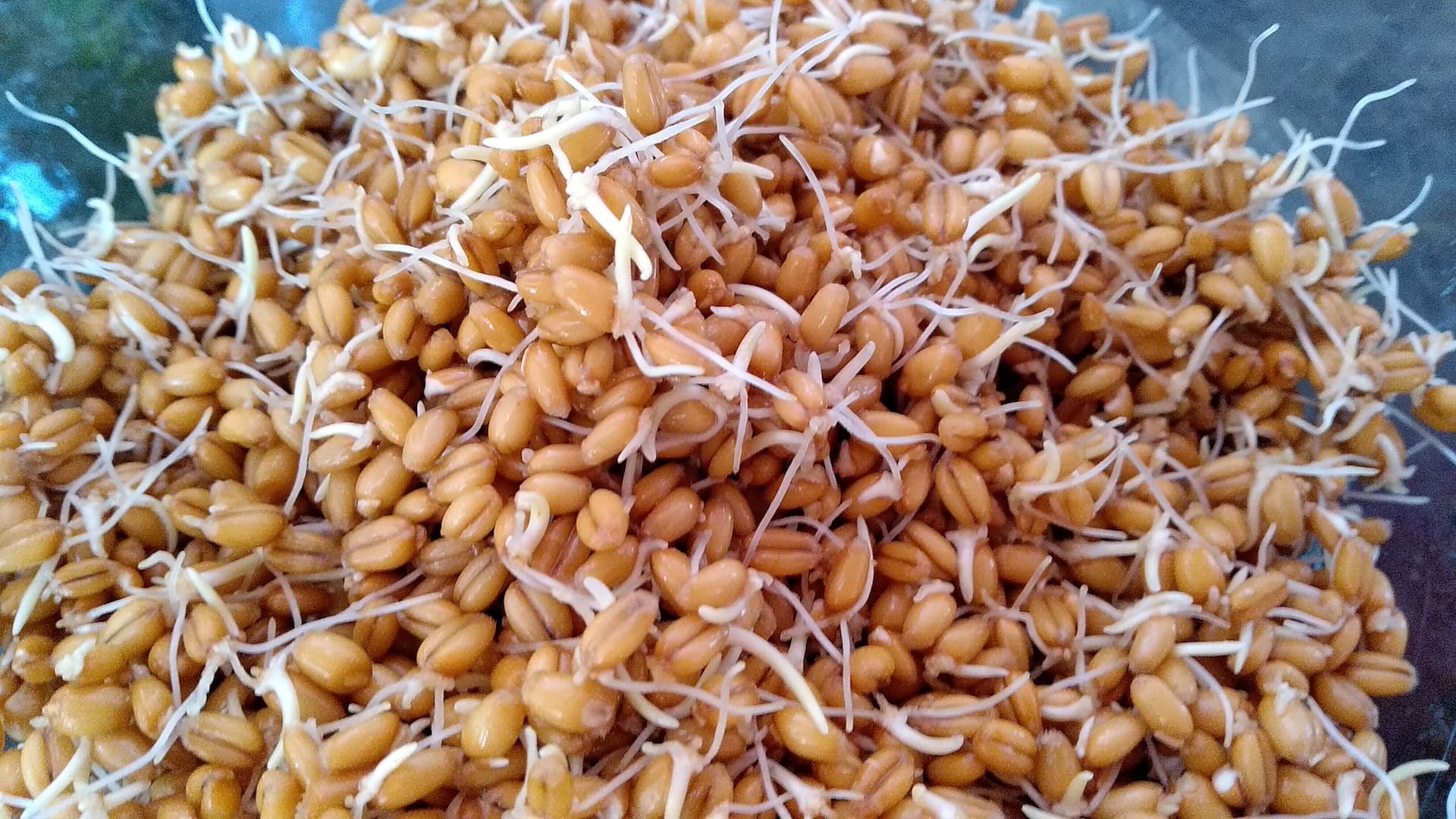 Wheat sprouts