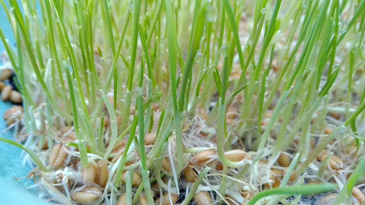 Wheat sprouts 8
