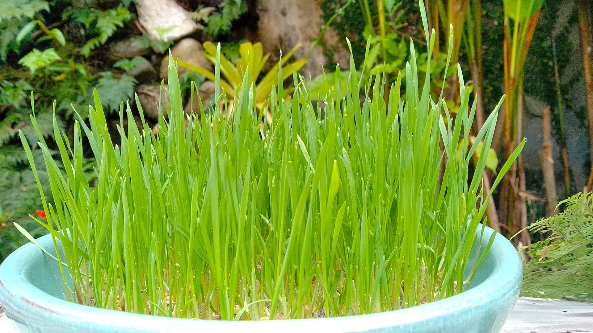 Wheatgrass 17
