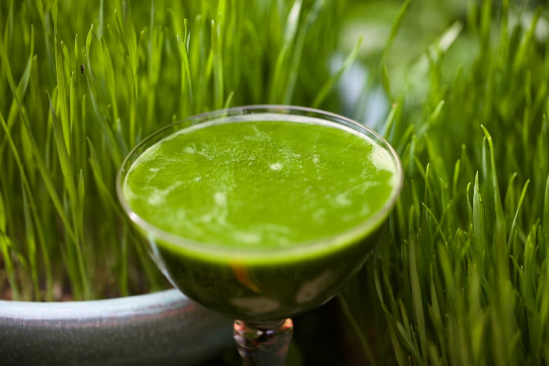 Wheatgrass juice x