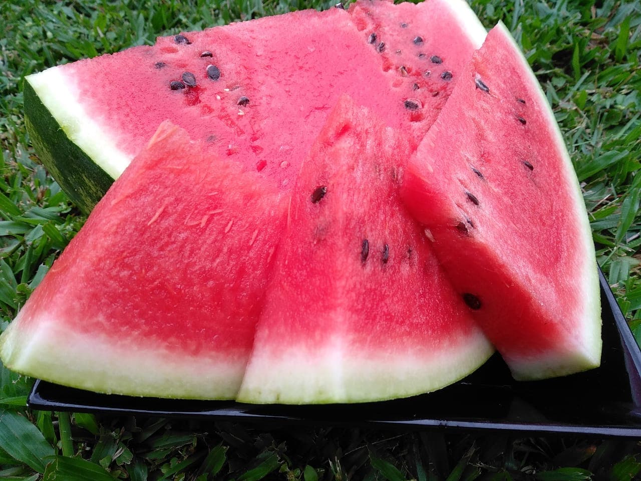 watermelon 10